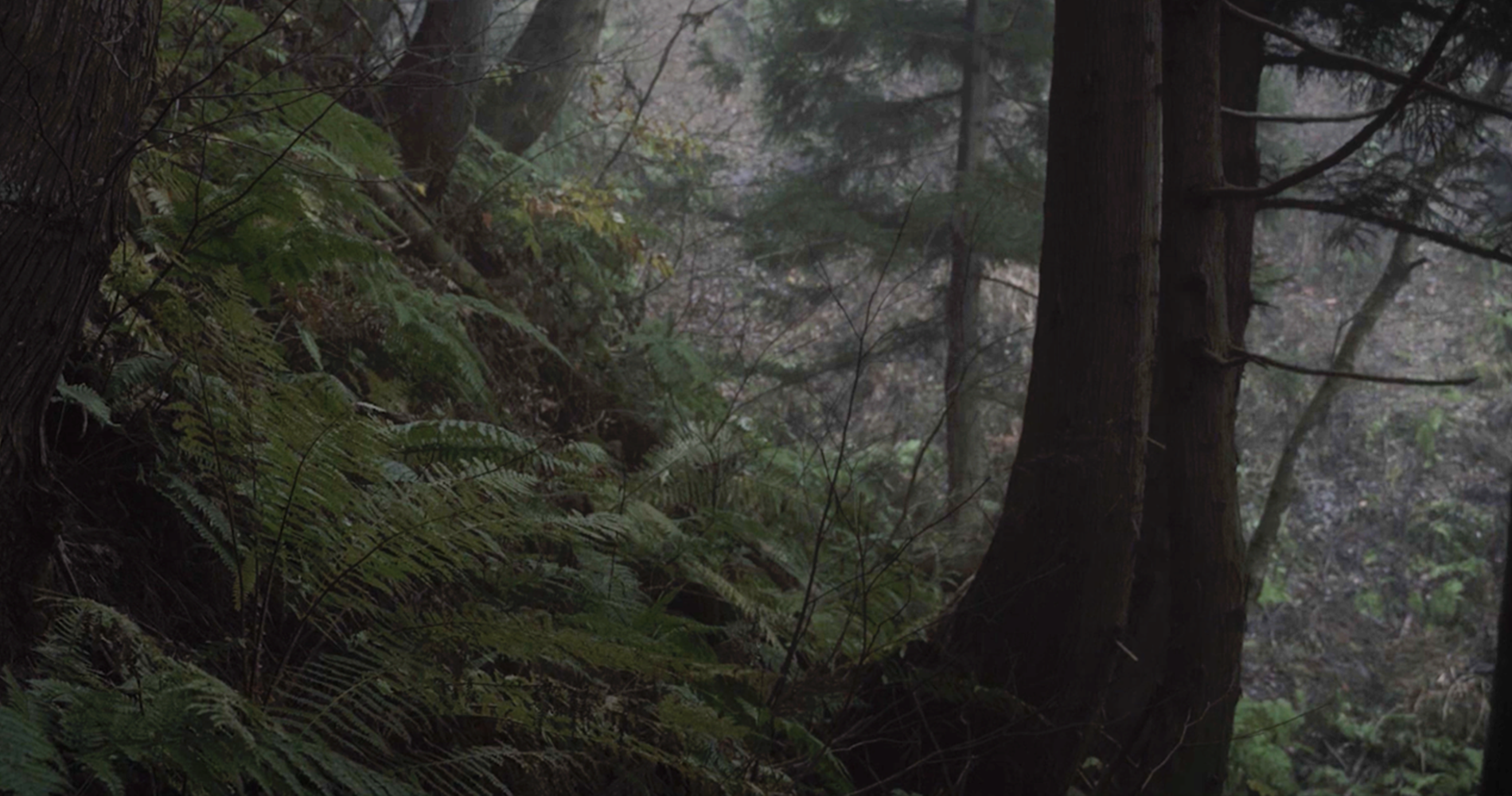 In the tale of KUROKOHAKU, we are transported into the boundless domain of nature, where human control holds no sway.